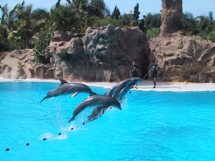 Dolphins Loro Parque2